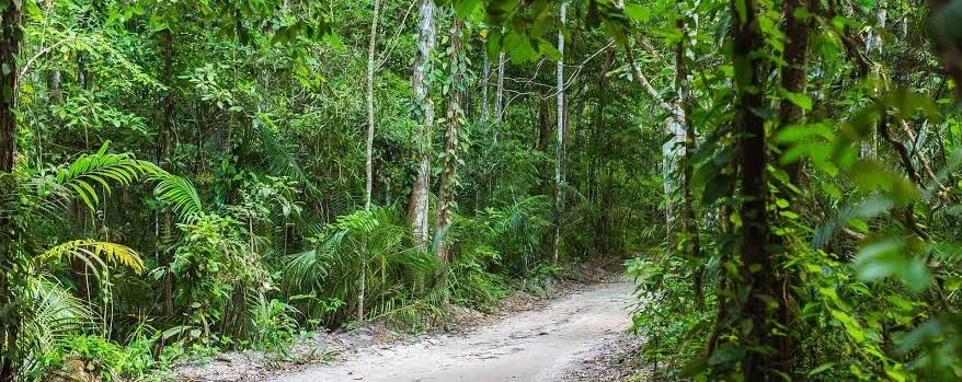 Jozani Forest